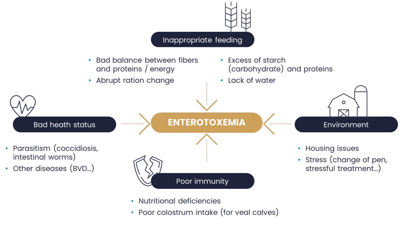 Clostridia Are Responsible For A Deadly Disease In Young Cattle